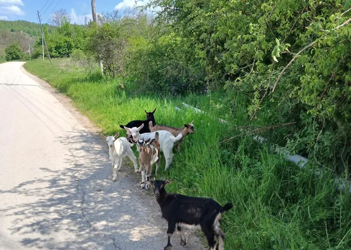 Kuca Za Odmor Tatil Evi